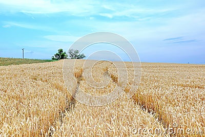 Dry Rye Field Grain Farming Agriculture Blue Sky Background Agriculture Track Meadow Stock Photo Stock Photo