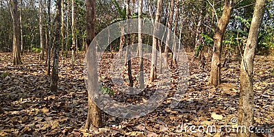 dry season in Indonesia and teak forests dry up 1 Stock Photo