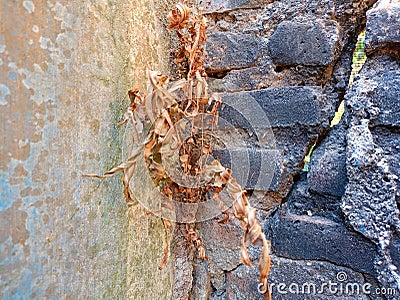 Dry Season Plants Stock Photo