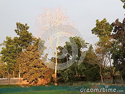 Dry season in winter, dry tree & blue sky Stock Photo