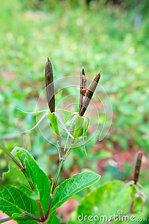 The dry seed pods of Waterkanon, Watrakanu,Minnieroot. Stock Photo