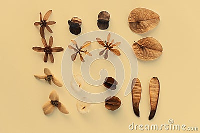Dry seeds brown like flower flat lay on paper of forest nature background Stock Photo