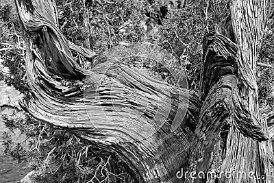 Dry shrub strain in the Arizona desert black and white USA Stock Photo