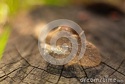 Dry skeletonized leaf on a stump close up Stock Photo