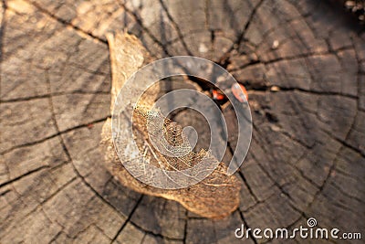 Dry skeletonized leaf on a stump close up Stock Photo