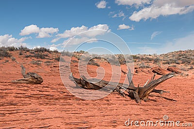 Dry snag lies on layered sandstone outcrop Stock Photo