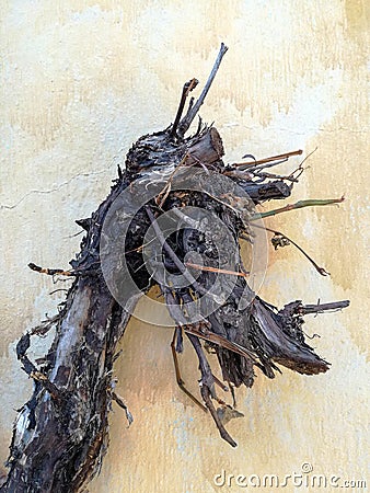 Dry snag in shape of horse`s head against yellow painted wall with streaks. Dried-up vine trunk with roots. Close-up. Stock Photo