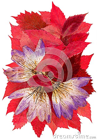 Dry snowflower on pressed red maple leaves Stock Photo