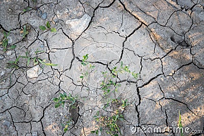 Dry cracked soil on a field, global warming Stock Photo