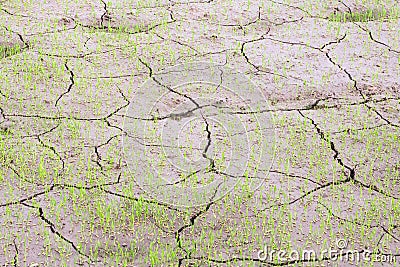 Dry soil caused by drought on rice fields. Stock Photo