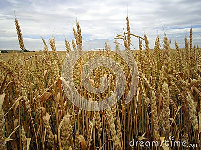 Dry spike pictures for advertising and logo construction Stock Photo