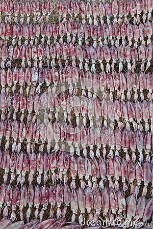 Dry Squid in Thailand. Stock Photo