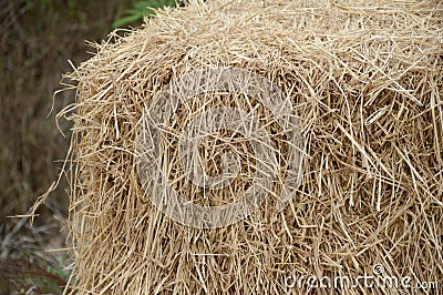 Dry straw Stock Photo