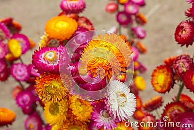 Dry straw flower or everlasting Stock Photo