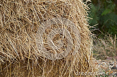 Dry straw Stock Photo