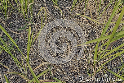 Dry straw scattered with grass texture Stock Photo