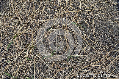 Dry straw scattered texture Stock Photo