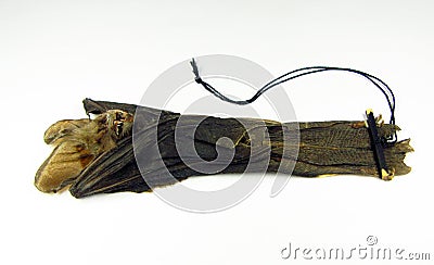 Dry stuffed mummy bat isolated on white. Nycteis javanica macro close up, taxidermy Stock Photo