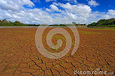 Dry summer with blue sky and white clouds. Dryness lake in the hot summer. Cano Negro, Costa Rica. Mud lake with little green flow Stock Photo