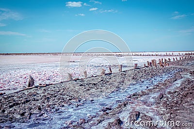 Dry in summer pink salty lake with path, hedged by weathered old wooden sticks Stock Photo