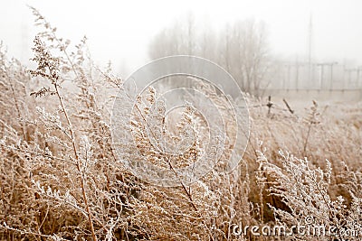 The dry tall grass is covered with frost against the background of fog. Field of withered grass. Natural autumn Stock Photo