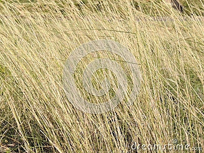 Dry tall grass texture Stock Photo