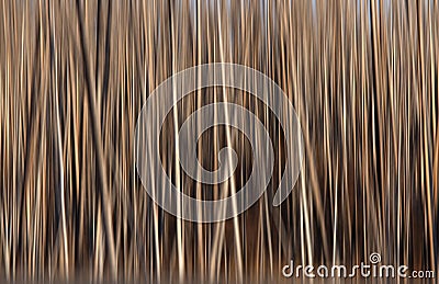 Dry tall trees abstract Stock Photo