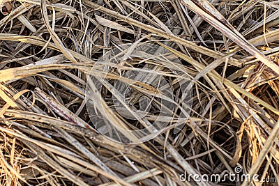 Dry, tangled grasses and straw create a dense, intricate texture with overlapping layers. Stock Photo