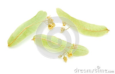 Dry tea linden flower Stock Photo