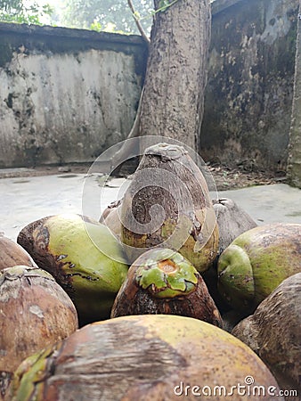 Dry tender coconuts places in a container Stock Photo