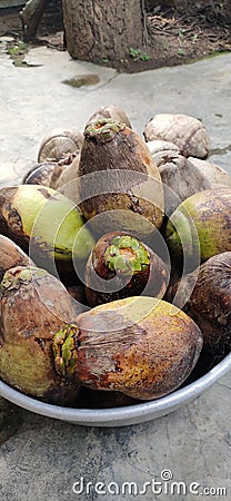 Dry tender coconuts places in a container Stock Photo