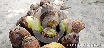 Dry tender coconuts places in a container Stock Photo