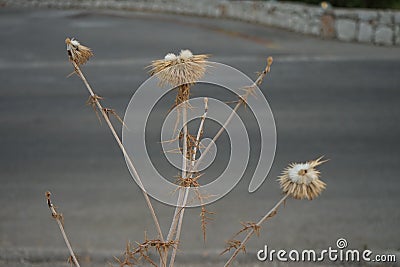 Dry thistle in August. Carduus, thistle, is a genus of flowering plants in the aster family, Asteraceae, and the tribe Cynareae. Stock Photo