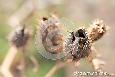 Dry thorns and dry plants Stock Photo
