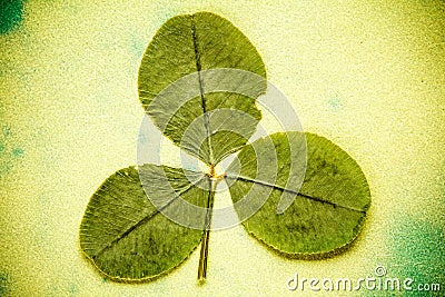Dry three - leafed clover Stock Photo