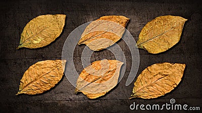 Dry tobacco leaves Stock Photo