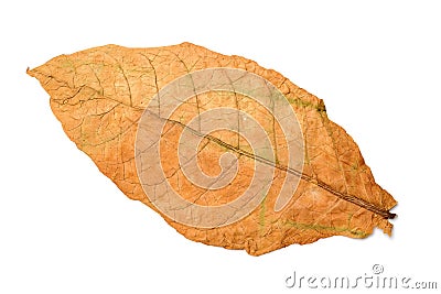 Dry tobacco leaves Stock Photo