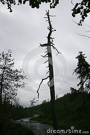 Dry tree Stock Photo