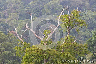 Dry tree against mountain with evergreen woods Stock Photo