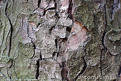 Dry tree bark texture background, selective focus. Copy space. Macro mock up Stock Photo