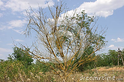 Dry tree Stock Photo