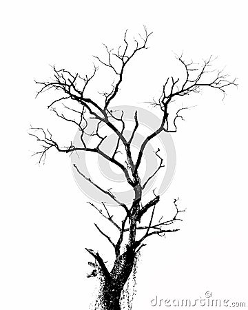 Dry tree Stock Photo