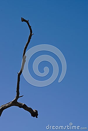Dry tree branch with no leaves Stock Photo