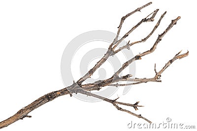 Dry tree branch Stock Photo