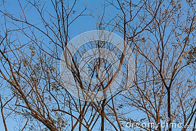 Dry tree branches against blue sky, Dead tree, trees on a blue sky background Stock Photo