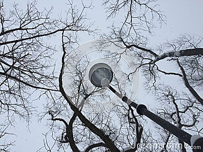 Dry tree branches against grey winter sky Dry tree branches and lamp silhouette on sky background. Photography Stock Photo