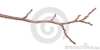 Dry tree branches isolated on white Stock Photo