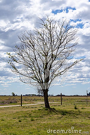 Dry tree in the field. symbol of drought and global warming Stock Photo