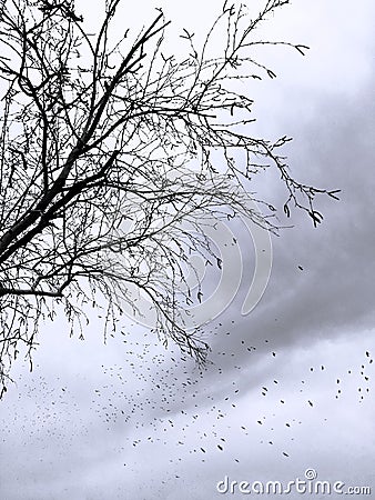 dry tree and flock of black birds in the overcast sky. BW Stock Photo