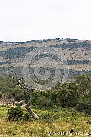 Dry tree and hill. Savanna landscape. Masai Mara Stock Photo